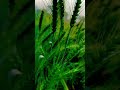 #viral #youtubeshorts #religion #naturepbs #trending #traintravel #farming