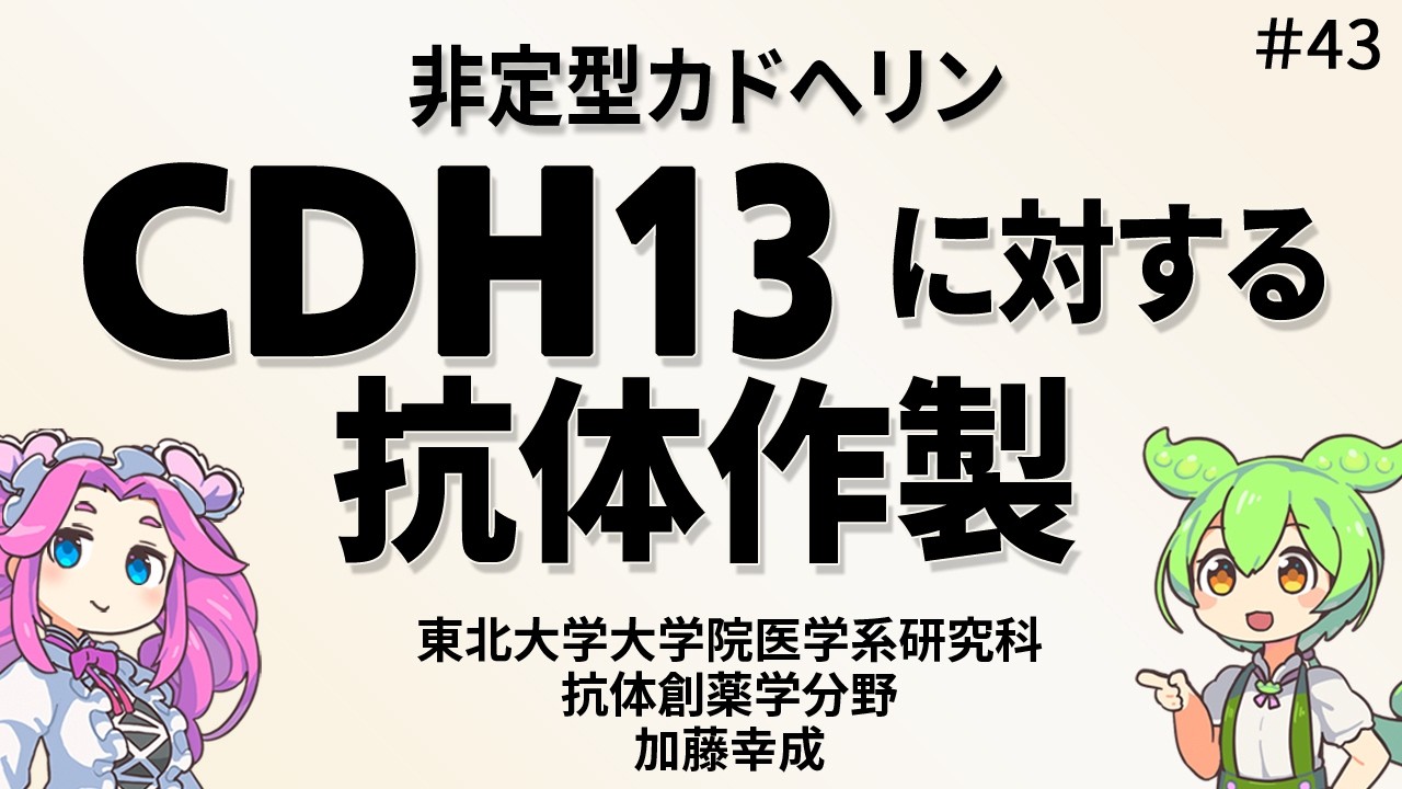 第４３回 抗体創薬学分野 研究成果紹介：CDH13に対する抗体作製
