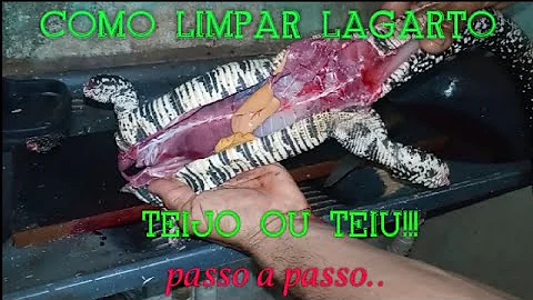 Como se preparar um lagarto teiú?