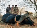 Dan Cooper Buffalo Hunt at Schoongezicht.  As real as Buffalo Hunting can get.