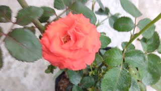 नर्सरी से गुलाब लाए हो तो कुछ बातों का ध्यान जरूर दें। पौधा का चुनाव कैसे करें।  rose plant care.
