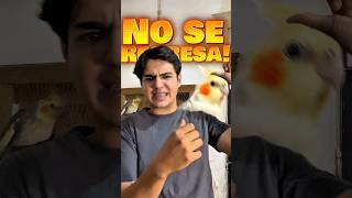 Cómo regresar a mi Ninfa a su jaula | Animal Tropic #animaltropic #aves #consejos #birds