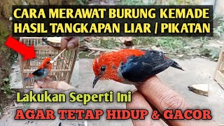 Cara Merawat Burung Kemade Hasil Tangkapan, Perawatan Burung Kemade Jantan, Baret Merah, Cabe Cabean