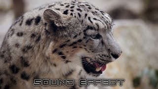 Wildlife Lion Snarl 15 No Copyright Animals Sound Effects