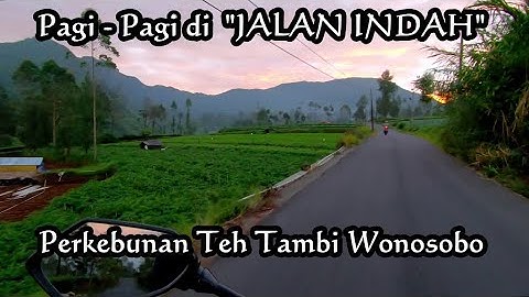 Pagi - Pagi Melintasi "JALAN INDAH" Kebun Teh Tambi Wonosobo | Jln Alternatif Temanggung - Dieng