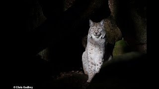 Wild lynx to be reintroduced to Britain after more than 1,000 years