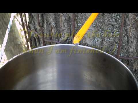 Backyard Bushcraft - Tapping the Sugar Maple