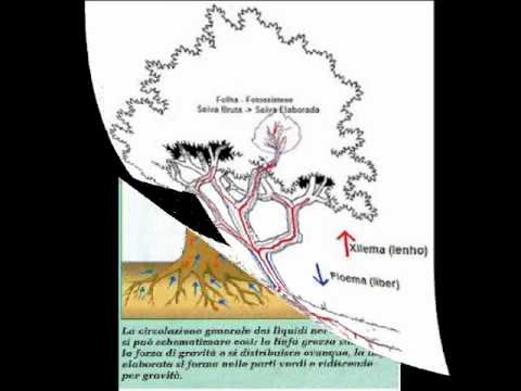 Video: Quali sono le componenti del potenziale idrico e perché il potenziale idrico è importante?