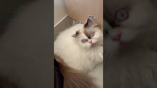 Yuki 🧑‍🍳 #catvideos #catshorts #cat #cute #catfunny #funny