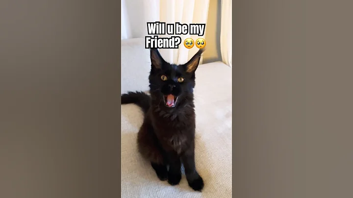 Watch the video about #FYP will u? 🥺🥺 #shorts #youtubeshorts #viral #cat #mainecoon #blackcat