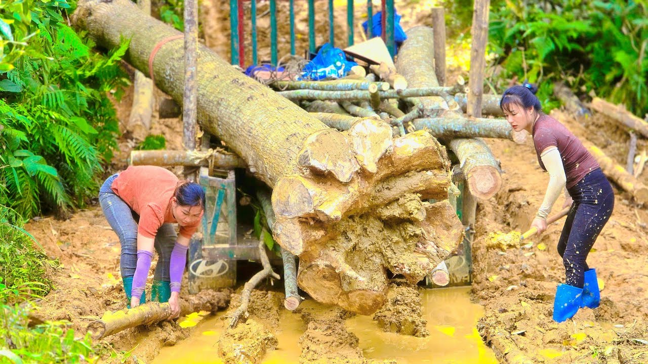 Agricultural vehicle, used for transporting timber across muddy roads 