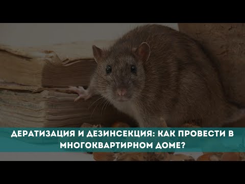 Дератизация и дезинсекция: как провести в многоквартирном доме?