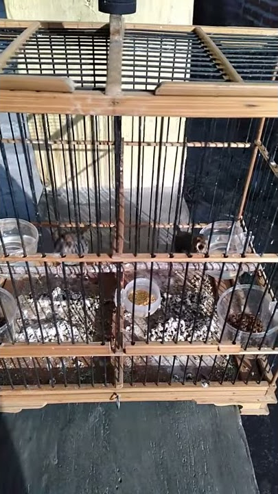 Sepasang prenjak klawu gacorrrr dorrrrr