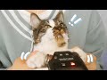 【ASMR】猫の手であなたの耳を癒します🐱🐾【音フェチ】