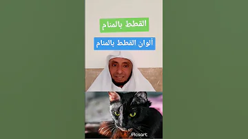 تفسير حلم القطط في المنام تعرف علي رؤية القطط في المنام الوان القطط عض القطط خربشة القطط 