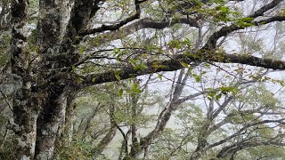 山毛櫸步道 太平山翠峰山屋旁 Taiwan Beech Trail 20240907 #hiking #hikingtrail