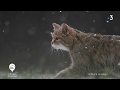 La faune sauvage  cest l  en bourgogne franchecomt