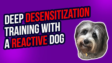 DEEP DESENSITIZATION TRAINING WITH A REACTIVE DOG