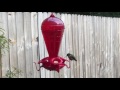 Cade&#39;s Hummingbird Video