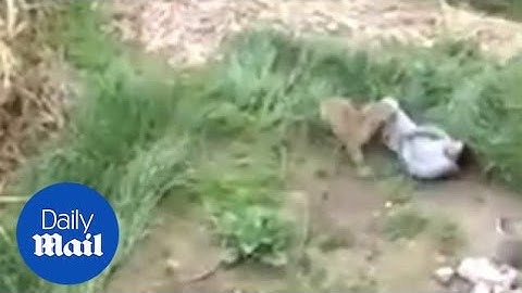 Leopard goes BEZERK and mauls people in an Indian village
