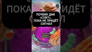 Почему ДНК «спит», пока не придёт сигнал #ДНК #генетика #нейронаука