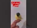 ترويض فراخ الكناري للوقوف على اليد باسهل طريقة فلا تفوت هذه الفرصة 