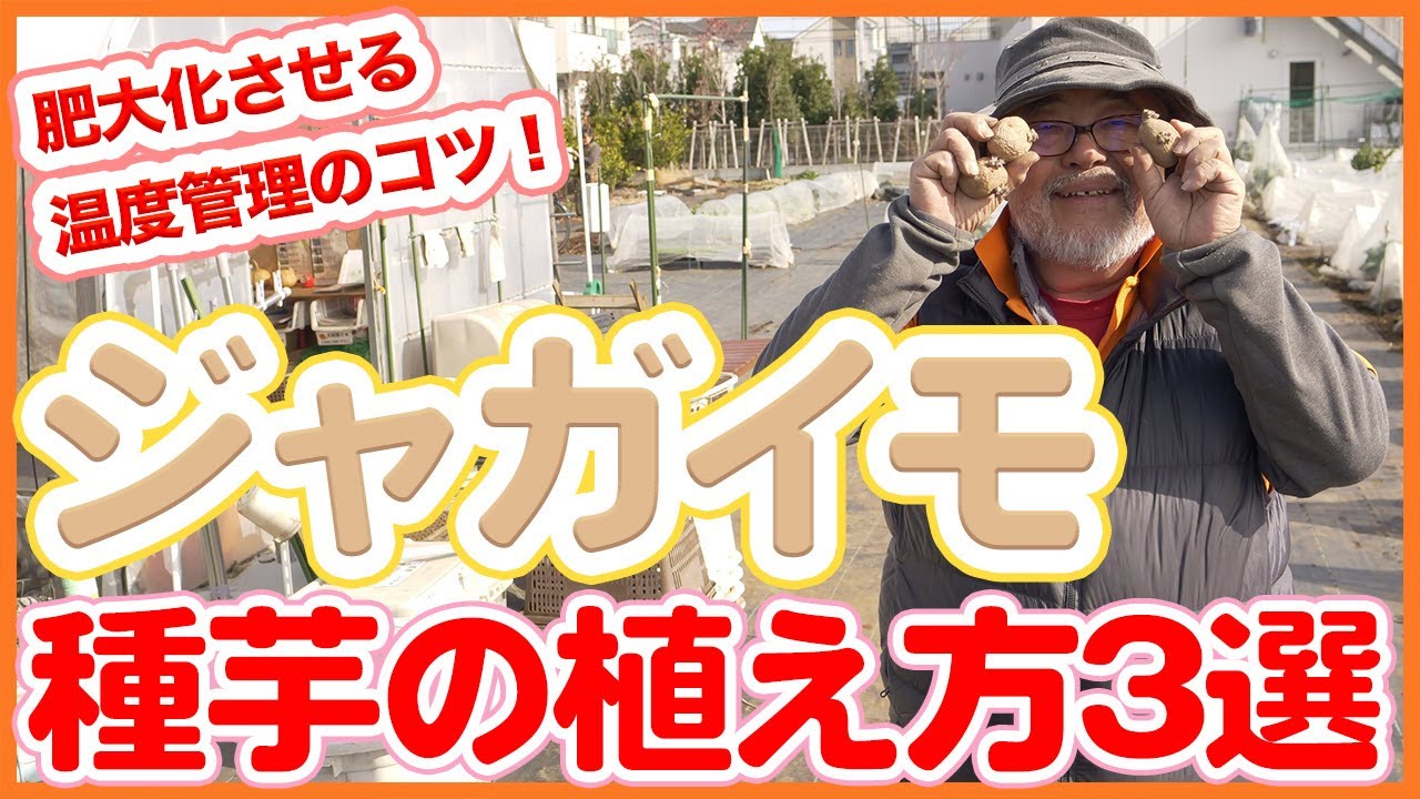 家庭菜園や農園の種芋の植え方３選！新常識の植え方のポイントをご紹介！【農園ライフ】