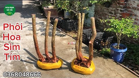 Phôi hoa sim tím dáng 3 thân