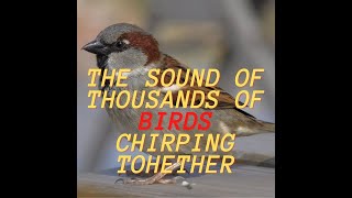 THE SOUND OF THOUSANDS OF BIRDS CHIRPING TOHETHER screenshot 5