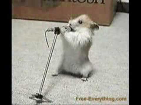 hamster song and dance