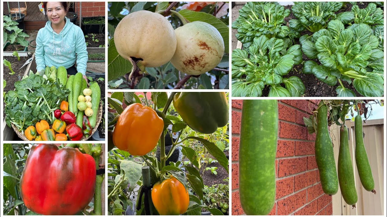 Thu hoạch cải hoa hồng, bầu, ớt chuông, khổ qua. Hái ổi Ấn Độ chín cây ăn tại vườn/Sang La Úc Châu