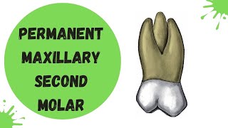 Permanent Maxillary Second Molar | Tooth Morphology Made Easy!
