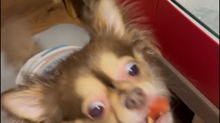 NOBURIN  ASMR🥱 がライブ配信中！