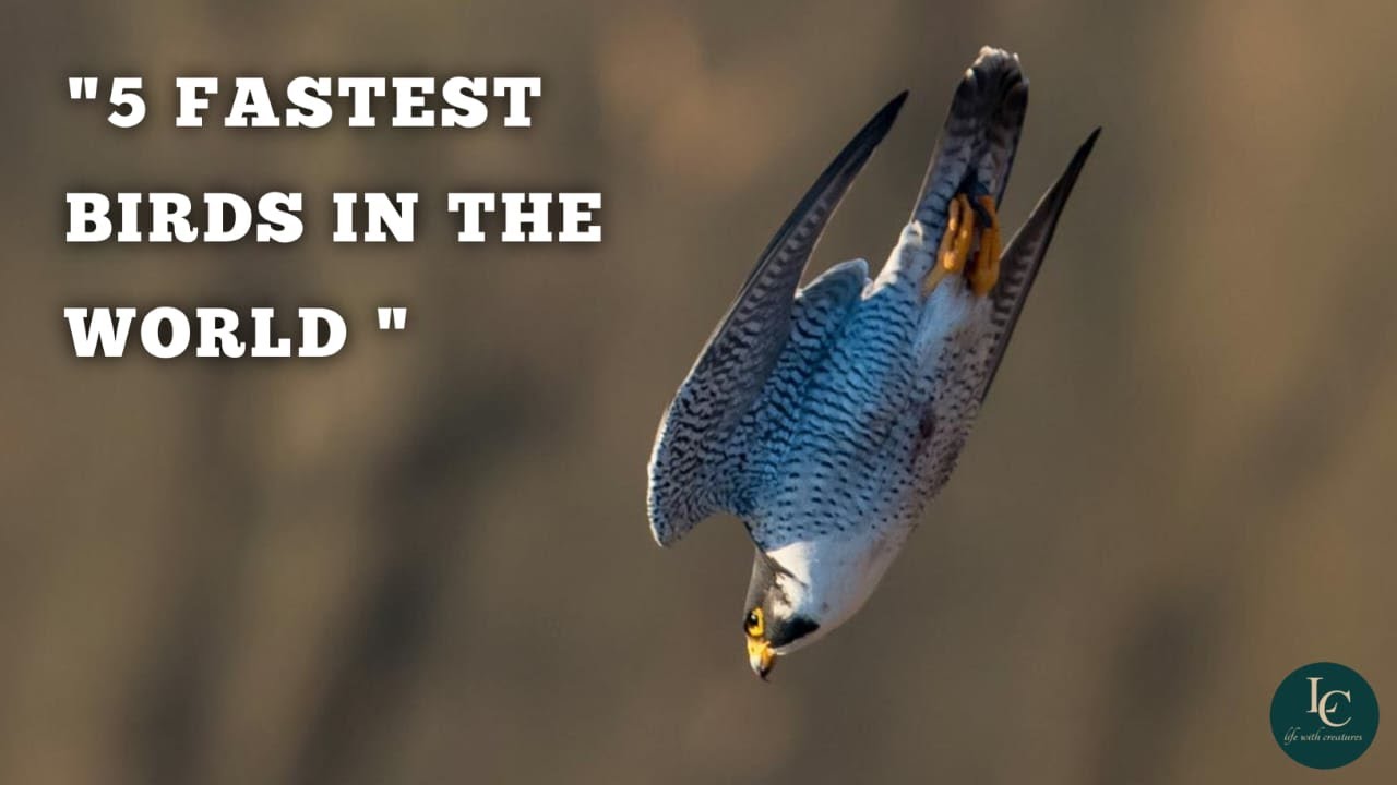 Fastest Birds on Earth – Speed, Facts, and Flight Styles ...