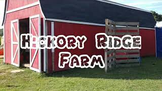 Everydaedann - Hickory Ridge Farm Petting The Animals September 2017