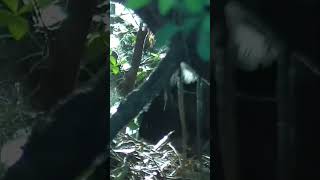 Bush Turkey building a nest in Queensland during Summer #shorts