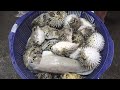 Mastering the Art of Cutting Live Sea Creatures: Pufferfish, Cuttlefish, Eel, and More!