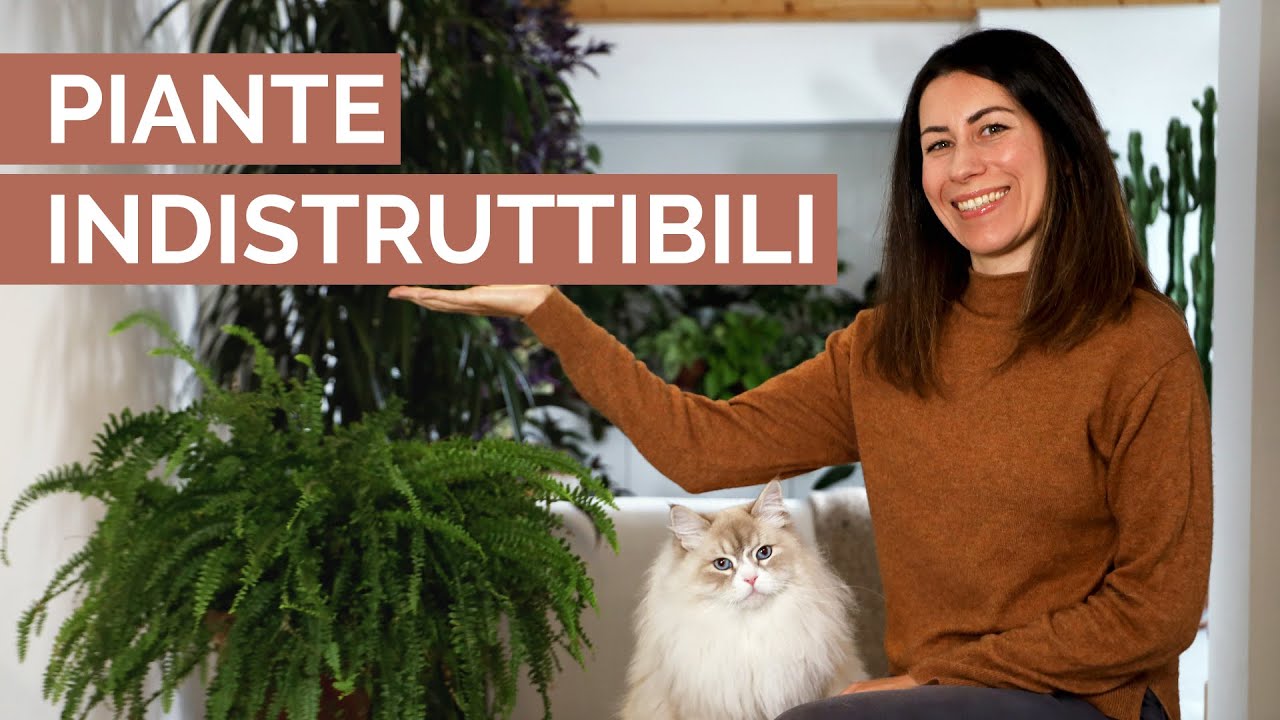 10 PIANTE ULTRA RESISTENTI | Per ingressi, sottoscala e pianerottoli