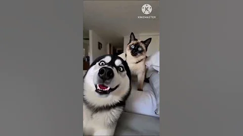 Video 11225561: adorable baby kitten, kitten playing adorable, cutest kitten, cat cute funny