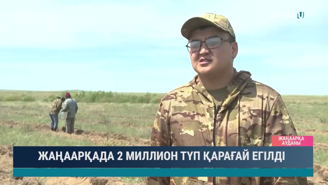 ЖАҢААРҚАДА 2 МИЛЛИОН ТҮП ҚАРАҒАЙ ЕГІЛДІ