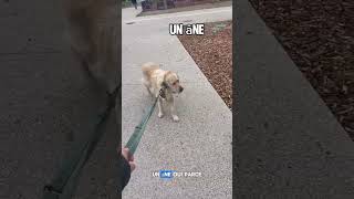 Un Den Retriever Ou Pas