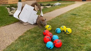 MESSI turned 6! HAPPY BIRTHDAY, dear cougar!