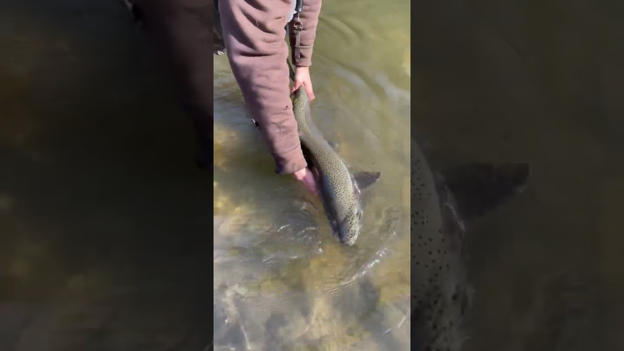 Spawning Winter Run Steelhead Release In River