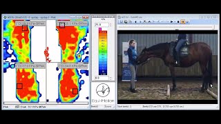 Drukmeting Opstappen Zonder Opstaphulp Rug Paard - Nedlandic