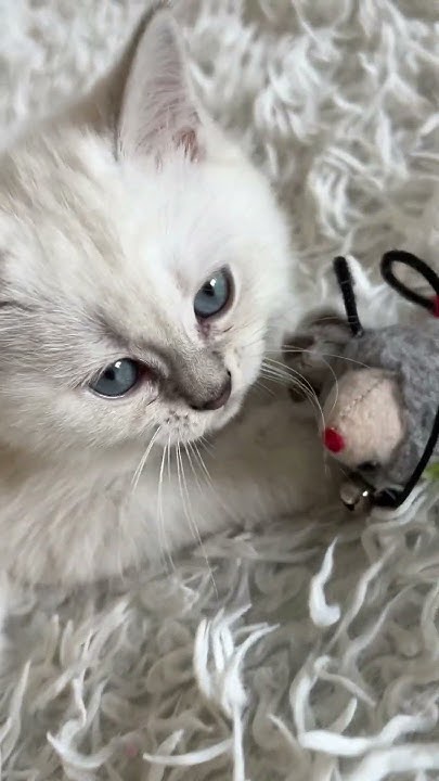 Шотландский чистокровный мальчик(арлекин) глаза голубые 💙 #милыевидео # ...