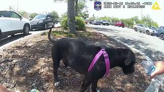 Cops Free Puppy Trapped in Hot Car Owner Charged With Animal Cruelty