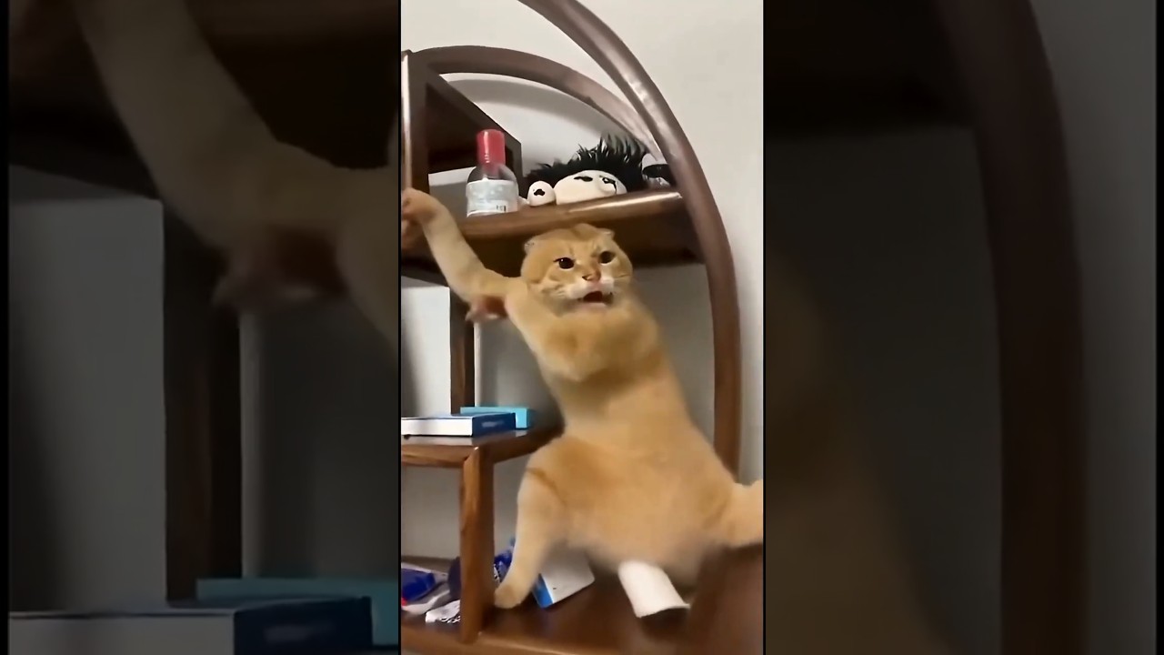 My Kung Fu cat vs. me as Bruce Lee!