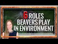 6 Roles Beavers Play in the Environment