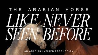 The Arabian Horse Like Never Seen Before - YouTube