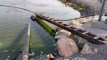 Tilapia Lake Virus (TiLV) outbreak in Israel